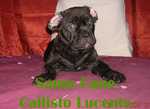Callisto Lucente