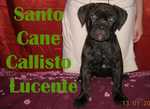 Callisto Lucente